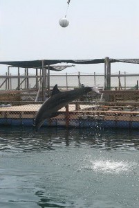 dolphin lodge