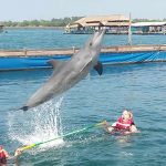 swimming with dolphin
