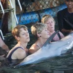 dolphin bali serangan 9