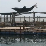 dolphin lodge serangan 1